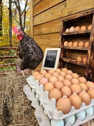 Fresh Eggs